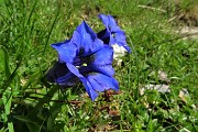 19 Fiori sul sentiero, Genziana di Koch (Gentiana kochiana)